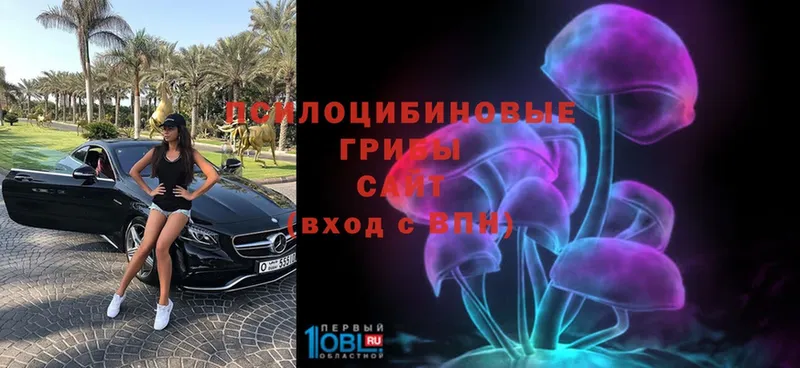 Галлюциногенные грибы Psilocybe  Кизилюрт 