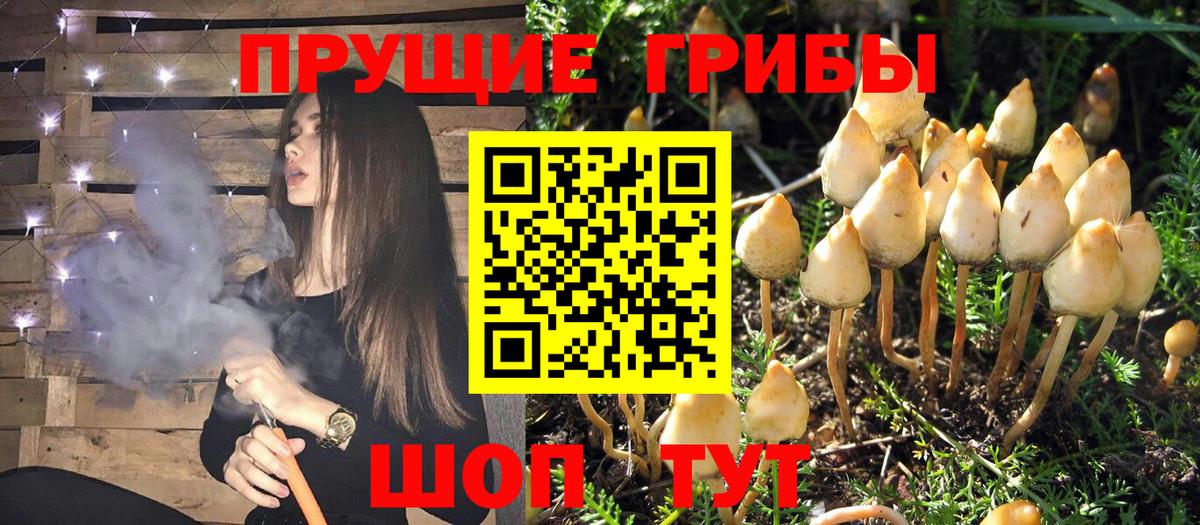 Галлюциногенные грибы Psilocybine cubensis  Кизилюрт 