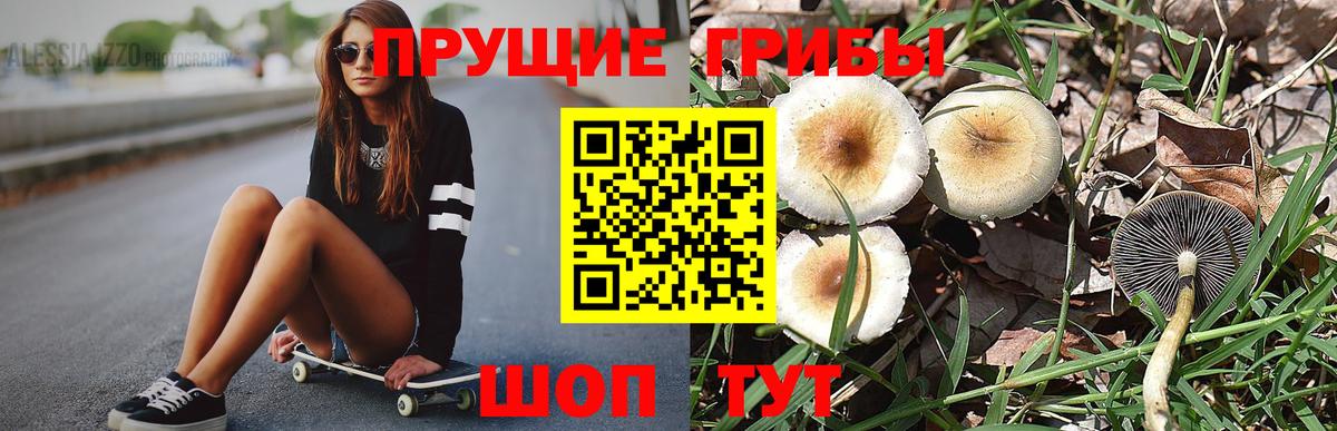 Галлюциногенные грибы Cubensis Кизилюрт